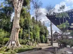 龍興寺(栃木県)(2026年04月21日(火) 16時57分11秒投稿)