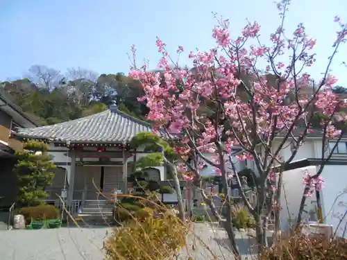 来迎寺（材木座）の自然