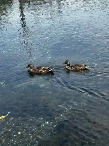 富士山本宮浅間大社(静岡県)