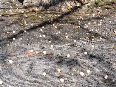 毫攝寺(福井県)