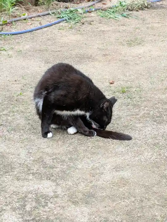 岡部春日神社~👹鬼門よけの🌺花咲く🌺やしろ~(福島県)