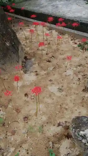 願掛け寺　香林寺の自然