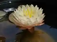 極楽山 浄土寺の自然