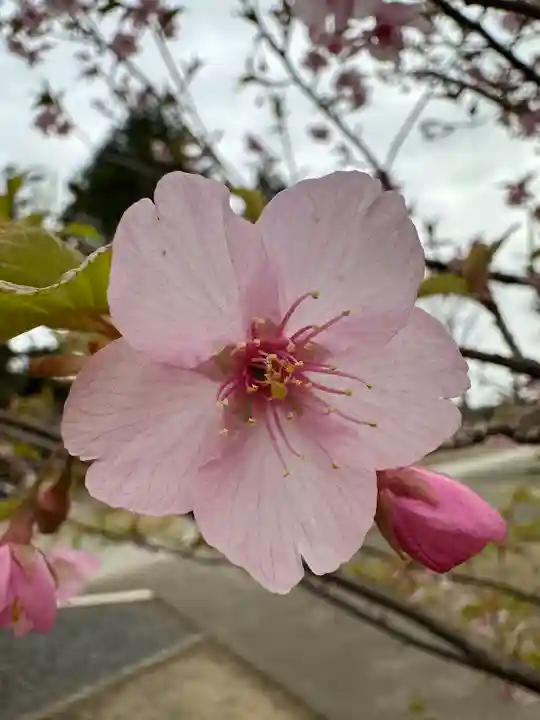 小野神社の自然