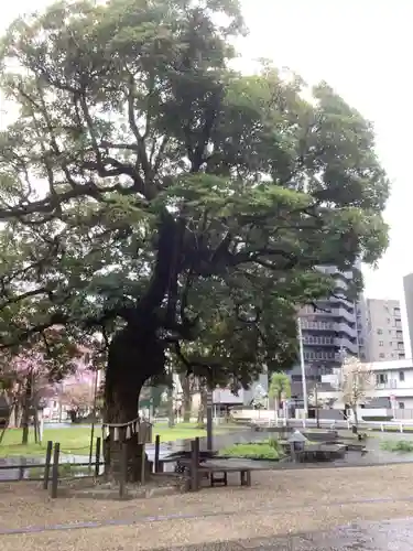 橿森神社の自然