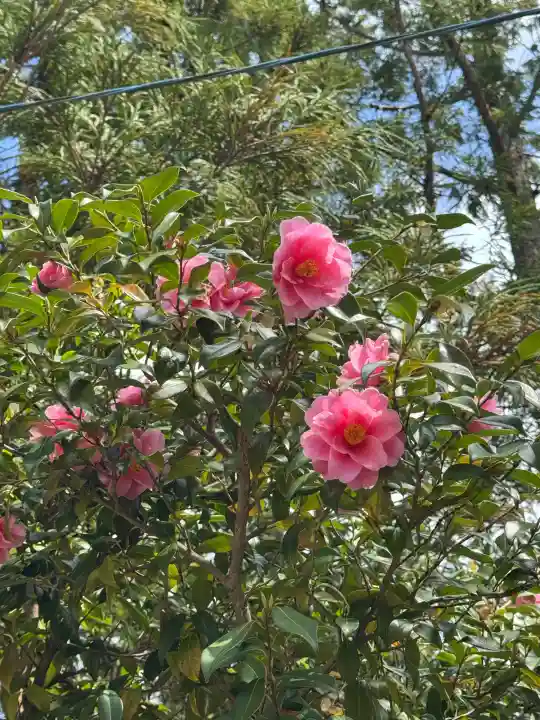 隠津島神社の{uncategorized: "未分類", other: "その他", undefined: "問題あり", building: "その他建物", grave: "お墓", sacred_gate: "鳥居", guardian: "狛犬", statue: "像", buddha: "仏像", history: "歴史", nature: "自然", garden: "庭園", animal: "動物", pagoda: "塔", temizu: "手水舎", mountain_gate: "山門・神門", sanctuary: "本殿・本堂", subordinate: "末社・摂社", art: "芸術", scenery: "景色", jizo: "地蔵", ema: "絵馬", goshuin: "御朱印", omikuji: "おみくじ", items: "授与品その他", amulet: "お守り", goshuincho: "御朱印帳", eats: "食事", festival: "お祭り", votive_dance: "神楽", shichigosan: "七五三参", wedding: "結婚式", experience: "体験その他", initially: "初詣", around: "周辺", anti_infection: "感染症対策"}
