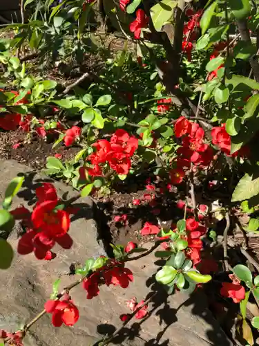 馬橋稲荷神社の自然