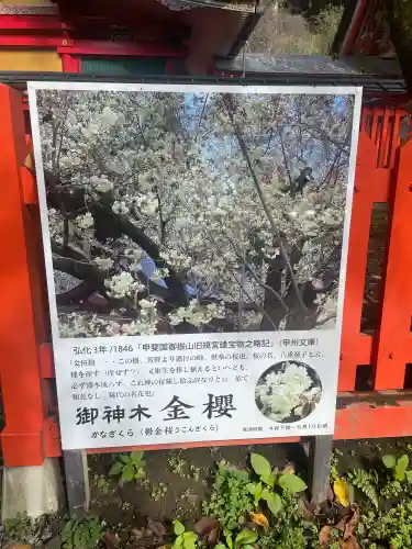 金櫻神社(山梨県)
