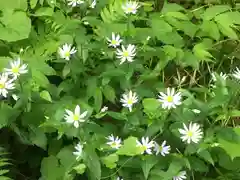 戸隠神社奥社の自然