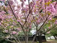 吉田神社の自然