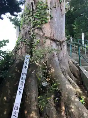 薬師神社(青森県)