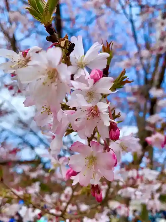 櫻岡大神宮の自然