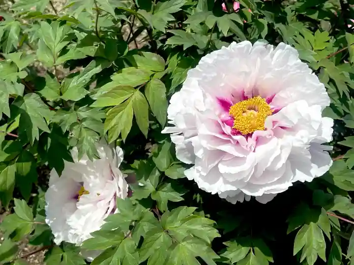 金蛇水神社の{uncategorized: "未分類", other: "その他", undefined: "問題あり", building: "その他建物", grave: "お墓", sacred_gate: "鳥居", guardian: "狛犬", statue: "像", buddha: "仏像", history: "歴史", nature: "自然", garden: "庭園", animal: "動物", pagoda: "塔", temizu: "手水舎", mountain_gate: "山門・神門", sanctuary: "本殿・本堂", subordinate: "末社・摂社", art: "芸術", scenery: "景色", jizo: "地蔵", ema: "絵馬", goshuin: "御朱印", omikuji: "おみくじ", items: "授与品その他", amulet: "お守り", goshuincho: "御朱印帳", eats: "食事", festival: "お祭り", votive_dance: "神楽", shichigosan: "七五三参", wedding: "結婚式", experience: "体験その他", initially: "初詣", around: "周辺", anti_infection: "感染症対策"}