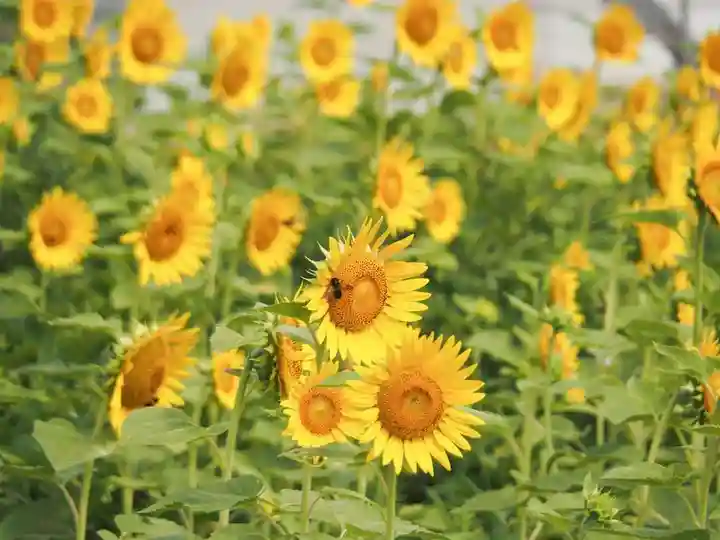 天王山 安楽寺(福井県)