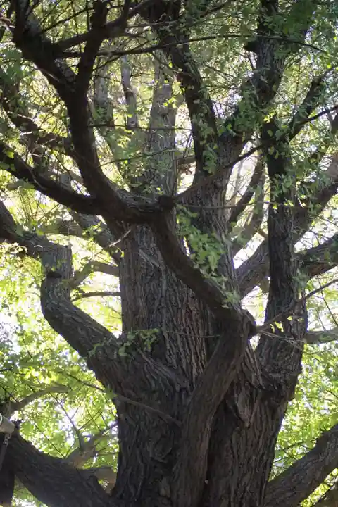 秋葉神社の自然