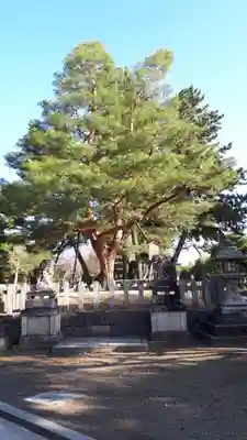 北野天満宮の狛犬