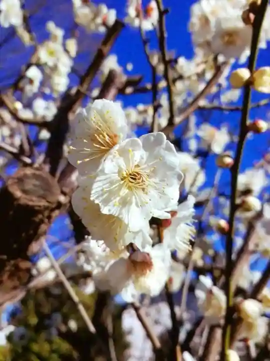 瑞円寺(東京都)