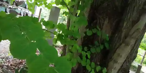 梨木神社の自然