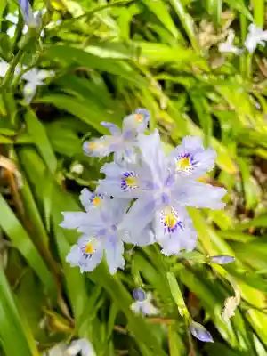 蛇苦止明神(蛇苦止堂)の自然