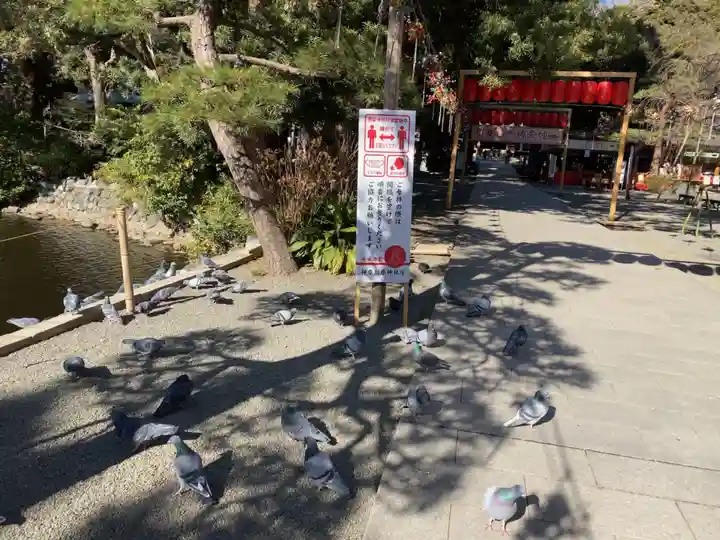 平塚八幡宮の動物