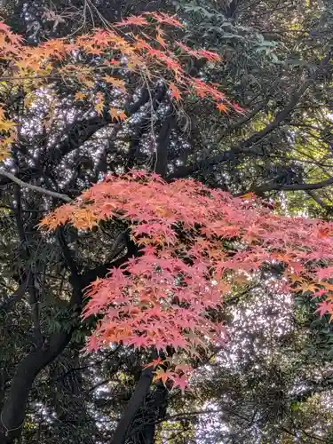 渋谷氷川神社(東京都)