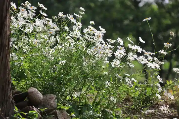 阿久津「田村神社」(郡山市阿久津町)旧社名:伊豆箱根三嶋三社の庭園