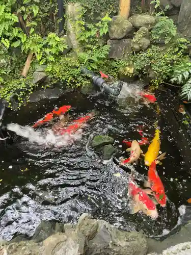 吉原神社の動物