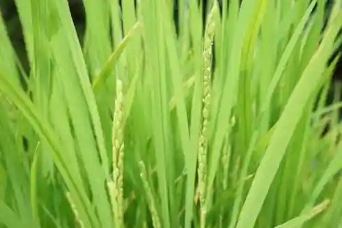 横浜御嶽神社の自然