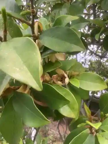 玉林寺（小牧観音）の自然