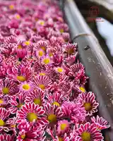 立志神社(滋賀県)