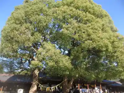 明治神宮(東京都)