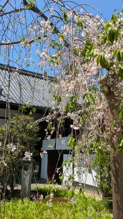 得浄明院(善光寺別院)(京都府)