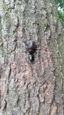北山稲荷大明神の動物