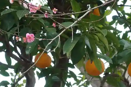 北野天満宮の自然