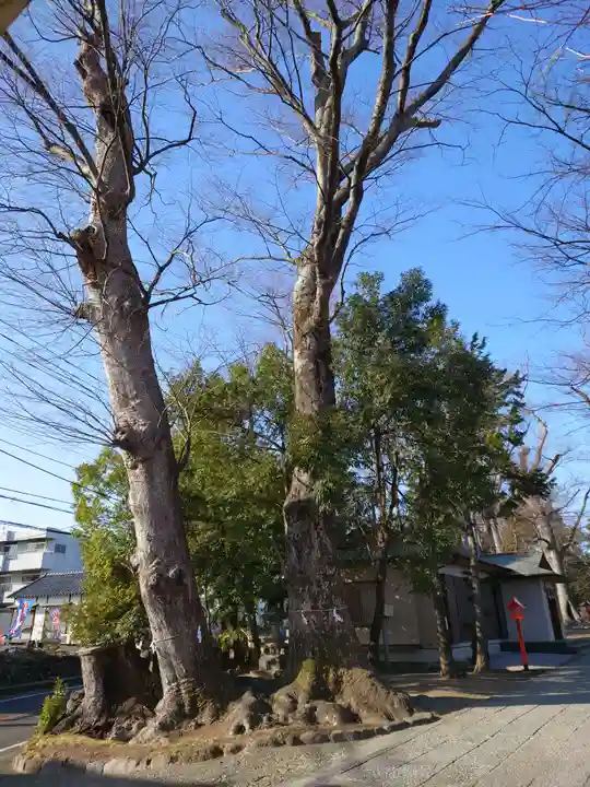 上野総社神社の自然