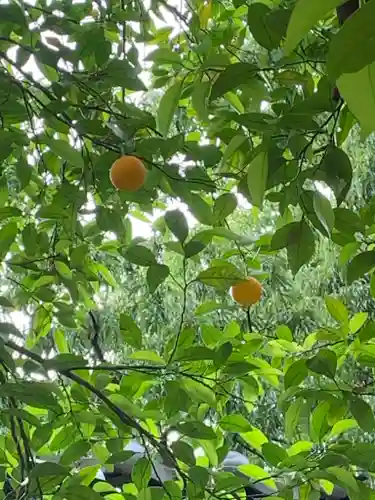 子安観音（福厳寺）の自然