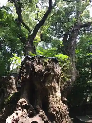 來宮神社(静岡県)