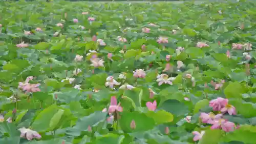 大覚寺の庭園