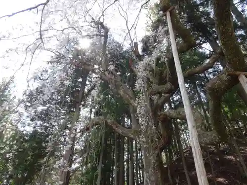 朝日之祖師堂の自然