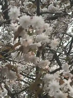 願成寺の{uncategorized: "未分類", other: "その他", undefined: "問題あり", building: "その他建物", grave: "お墓", sacred_gate: "鳥居", guardian: "狛犬", statue: "像", buddha: "仏像", history: "歴史", nature: "自然", garden: "庭園", animal: "動物", pagoda: "塔", temizu: "手水舎", mountain_gate: "山門・神門", sanctuary: "本殿・本堂", subordinate: "末社・摂社", art: "芸術", scenery: "景色", jizo: "地蔵", ema: "絵馬", goshuin: "御朱印", omikuji: "おみくじ", items: "授与品その他", amulet: "お守り", goshuincho: "御朱印帳", eats: "食事", festival: "お祭り", votive_dance: "神楽", shichigosan: "七五三参", wedding: "結婚式", experience: "体験その他", initially: "初詣", around: "周辺", anti_infection: "感染症対策"}