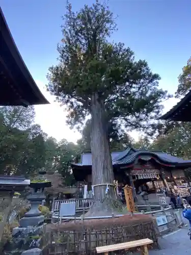 北口本宮冨士浅間神社の自然
