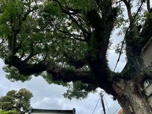 子神社(神奈川県)
