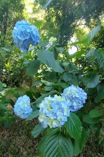 高幡不動尊　金剛寺(東京都)