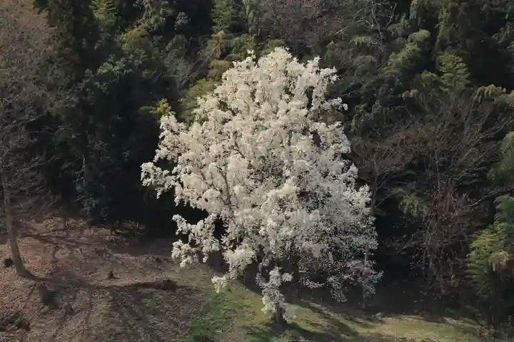 鹿島大神宮の自然