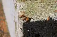 愛宕神社の自然