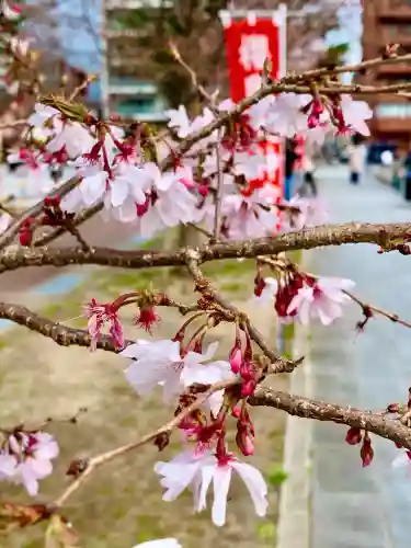 櫻岡大神宮の自然