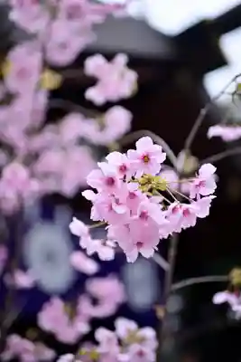 東京大神宮(東京都)