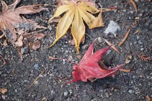 日光二荒山神社の自然