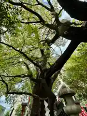 若一神社の自然