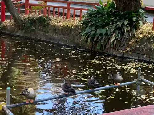 間々田八幡宮の動物